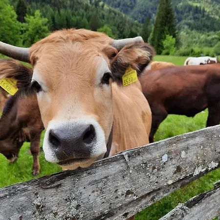Haus Steinthaler Stockenboi