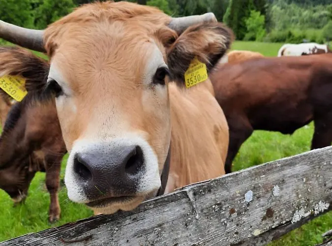 Haus Steinthaler Stockenboi